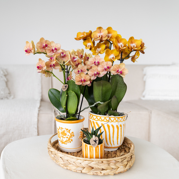 Oranje orchidee Jamaica met Malaga sierpot oranje