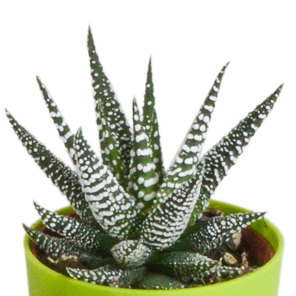 Gasteria/Haworthia mix 5,5cm - 5x - in gekleurde plasticpot
