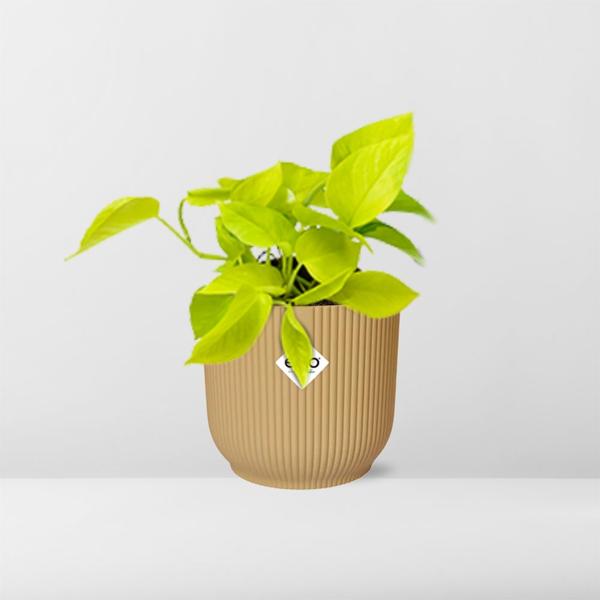 Epipremnum Pinnatum &