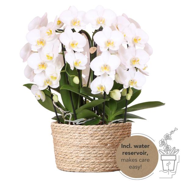 Witte Orchideeënset in Reed Basket inclusief Waterreservoir
