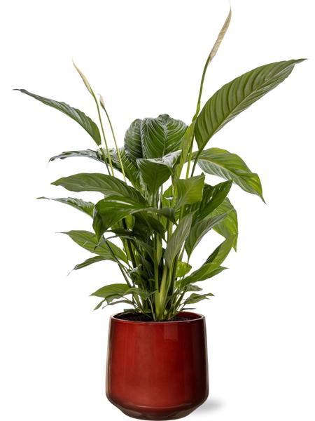 Spathiphyllum Bingo Cupido - Ø19cm - ↕80cm + Puglia Pot D21/23,5x21cm - Rood