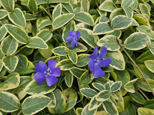 Vinca minor &
