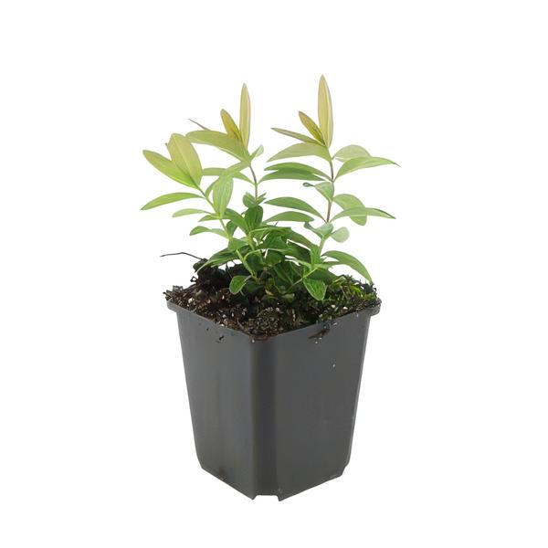 Hypericum calycinum - ↕10-25cm - Ø9cm - 20x