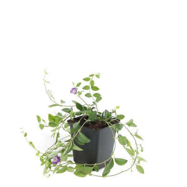 Vinca minor &