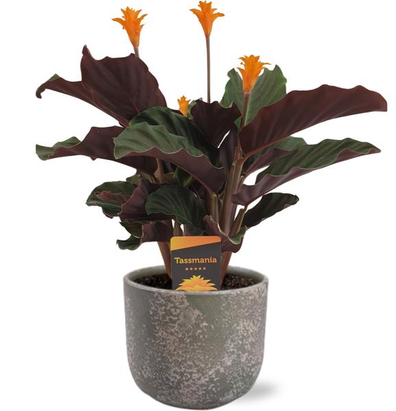 Calathea Crocata - Ø14cm - ↕40cm + Natan Pot D15x13cm - Grijs