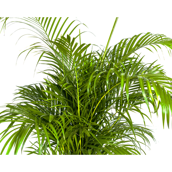 Dypsis lutescens Ø27cm - ↕160cm