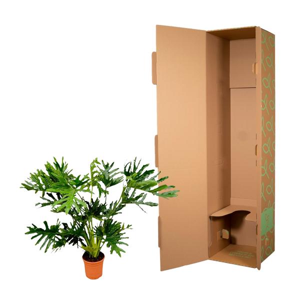 Philodendron Selloum - 130 cm - Ø24