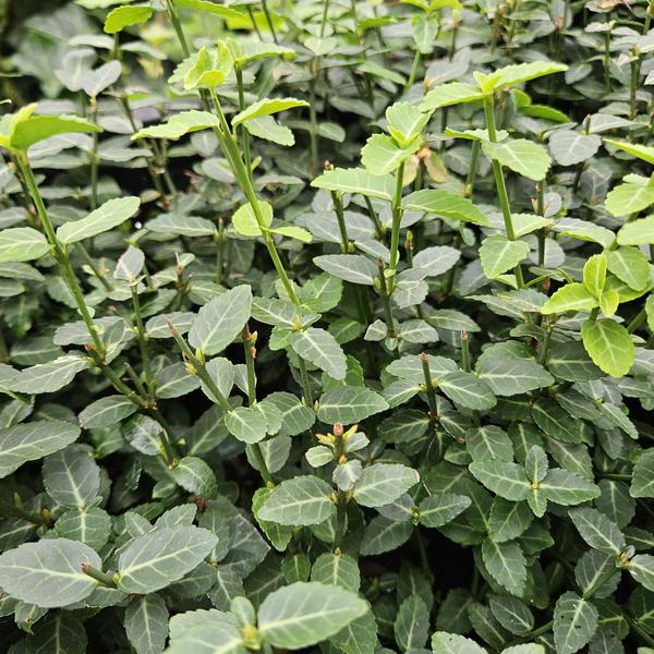 Euonymus fortunei radicans - ↕10-25cm - Ø9cm - 6x
