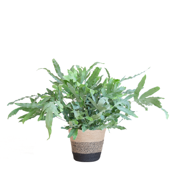 Phlebodium Aureum &