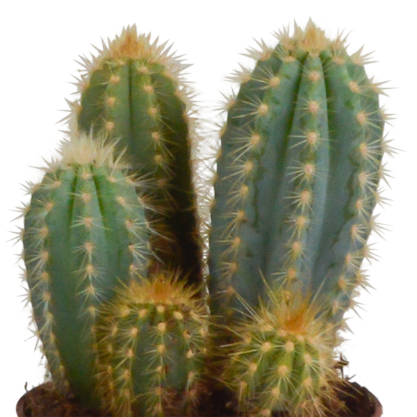 Cereus mix 10,5cm - 3x - in Mexicaanse pot