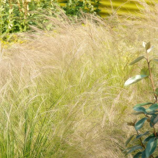 Stipa tenuissima &