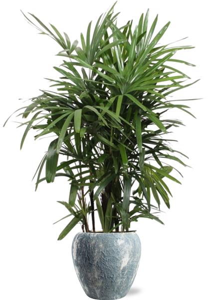 Rhapis Excelsa - Ø27cm - ↕120cm + Doug Pot D29x26cm - Grijs Wit