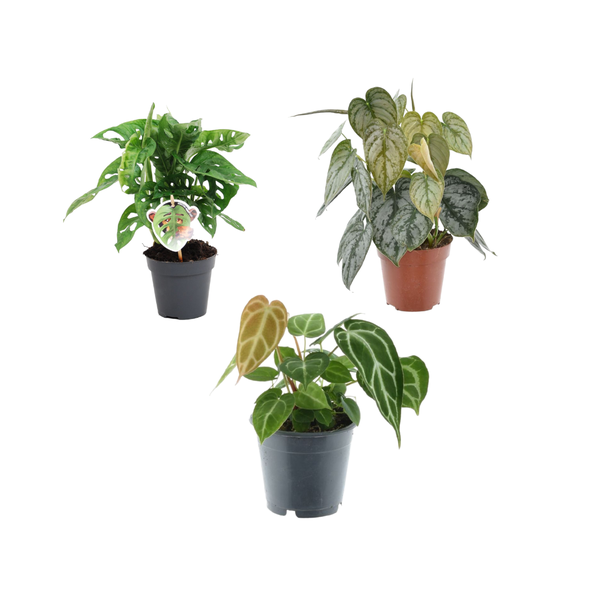 Groen mix 3 planten - Monstera obliqua &