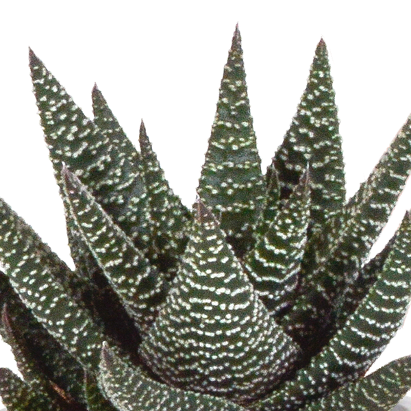 Gasteria/Haworthia mix 8,5cm - 3x - in Mexicaanse pot