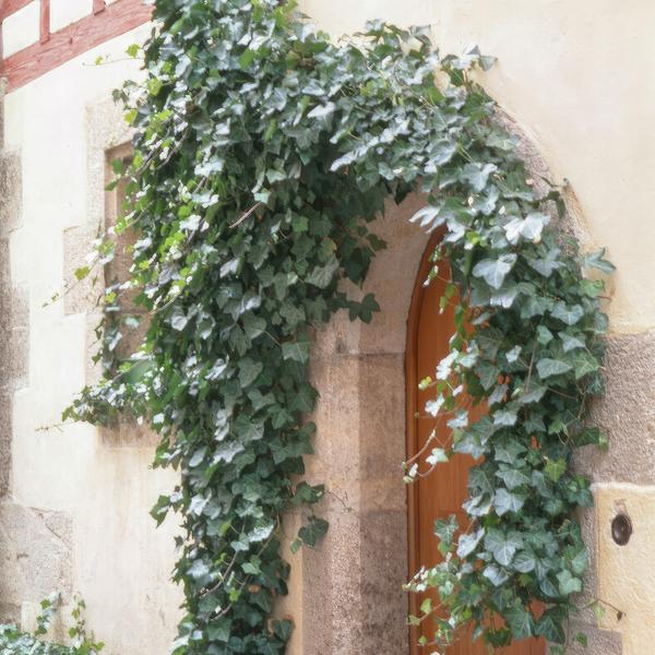 Hedera helix &