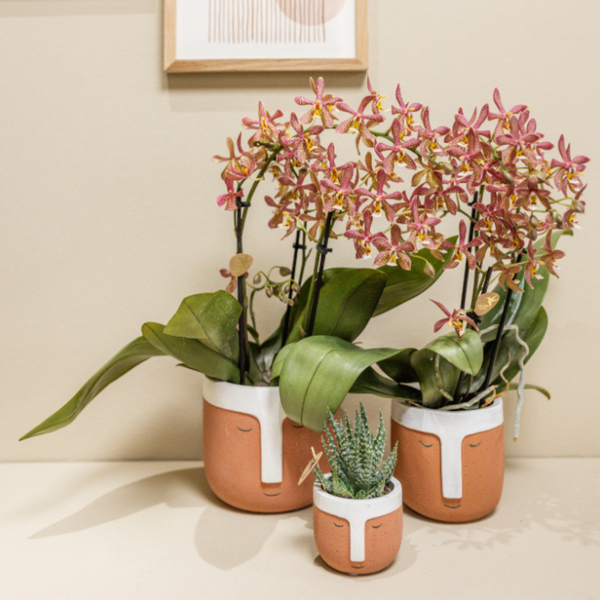 Spider oranje Phalaenopsis orchidee