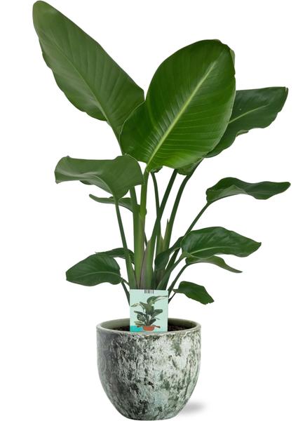 Strelitzia Nicolai - Ø19cm - ↕90cm + Sem Pot D20x18cm - Groen