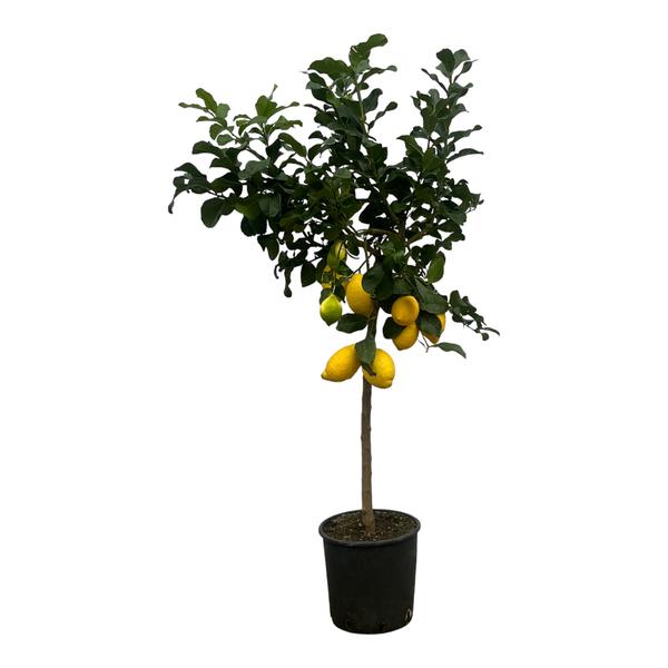 Citrus Lemon - Citroenboom