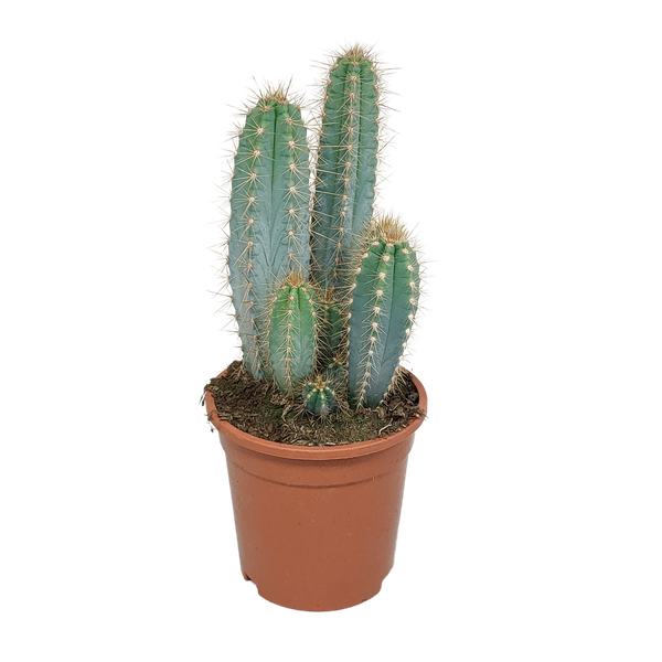 Pilosocereus azureus - 17cm - zonder pot