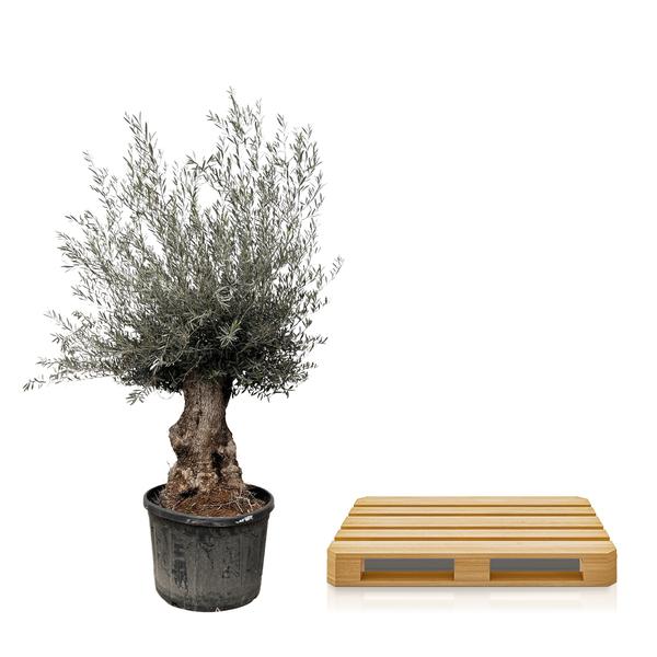 Olea Europaea Bonsai