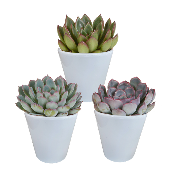 Echeveria mix 8.5 cm - 3x - in witte pot