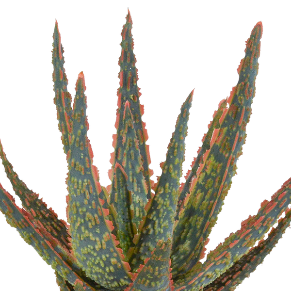 Aloë zebrina Dannyz 10,5cm - in terracotta pot
