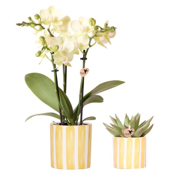 Set van gele orchidee Mexico en succulent in Painted Stripe sierpot