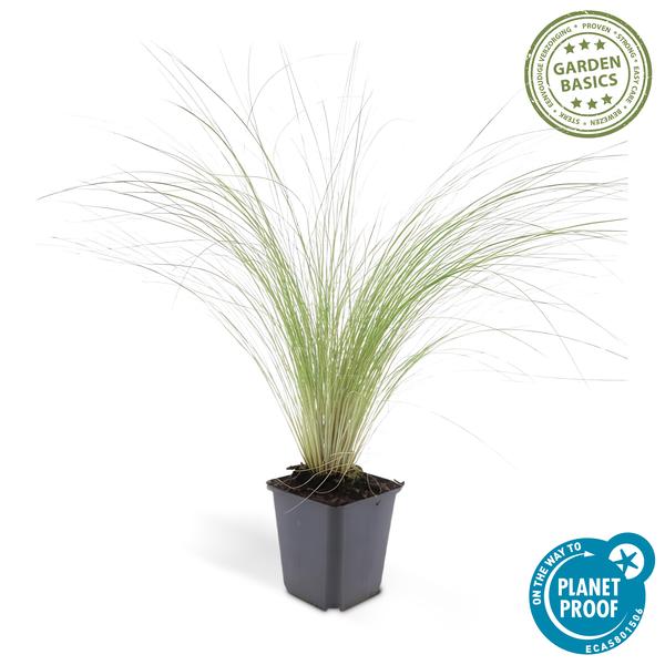 Stipa tenuissima &