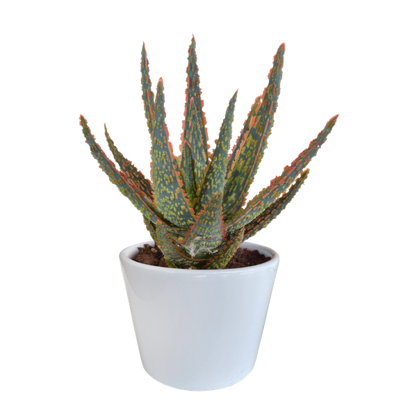 Aloë zebrina Dannyz 10,5cm - in witte pot