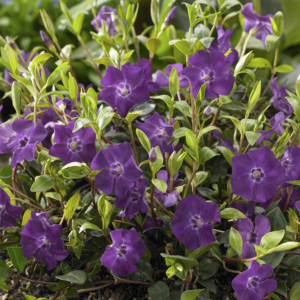 Vinca minor &