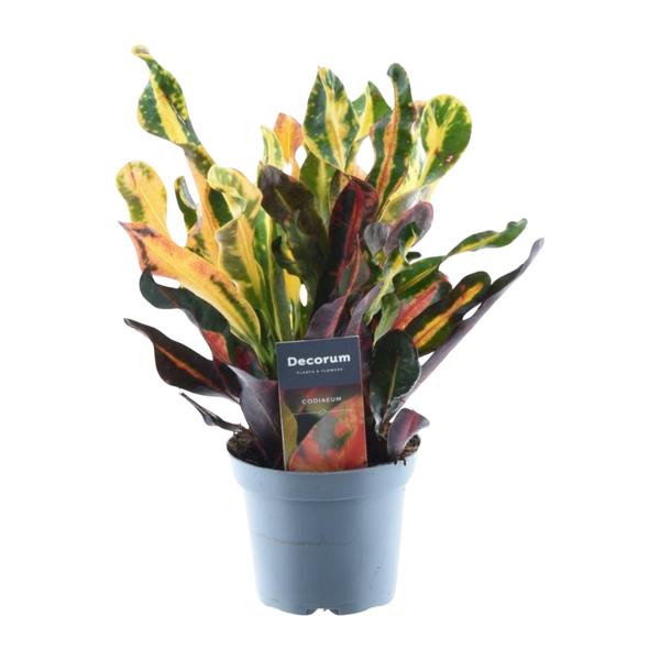 Codiaeum variegatum &