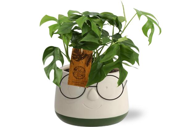 Monstera Minima - Ø12cm - ↕30cm Pot Bril D13,5x9,5cm - Groen