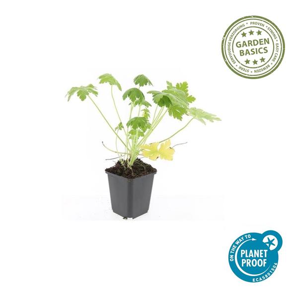 Geranium macr. &