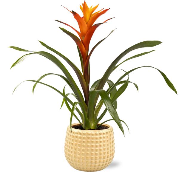 Guzmania Variada met Bubble Pot