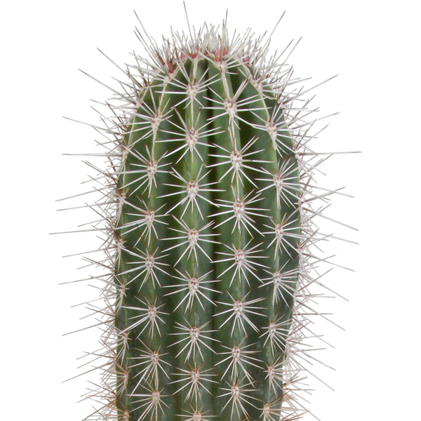 Pachycereus pringlei - 17cm - zonder pot