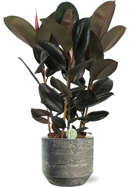 Ficus Abidjan - Ø27cm - ↕90cm + Lars Pot D29x26cm - Grijs
