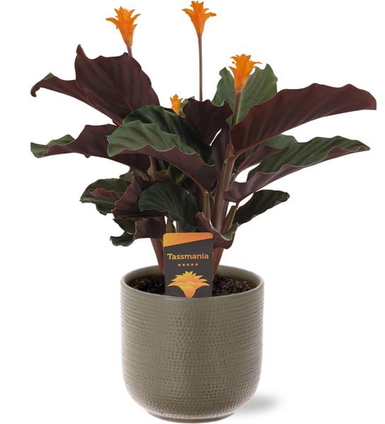 Calathea Crocata - Ø14cm - ↕40cm + Aresso Pot D15,5x14,5cm - Grijs Groen