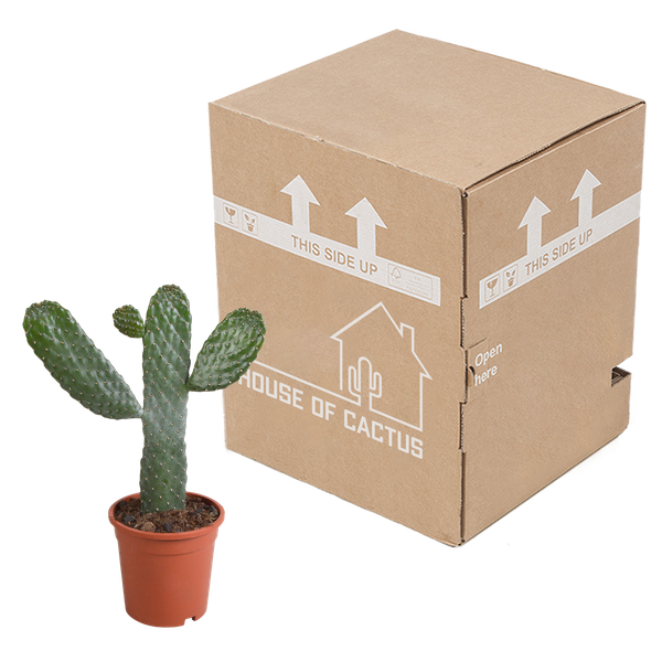 Opuntia consulea - 17cm - zonder pot