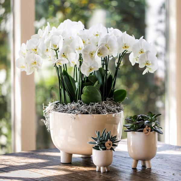Drie Witte Plantenset in Gummy dish inclusief Waterreservoir