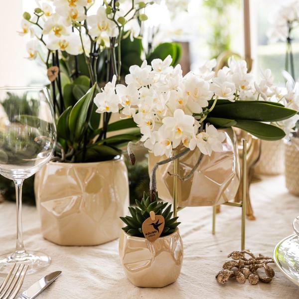 Witte Orchidee Nazaré met Pearl sierpot