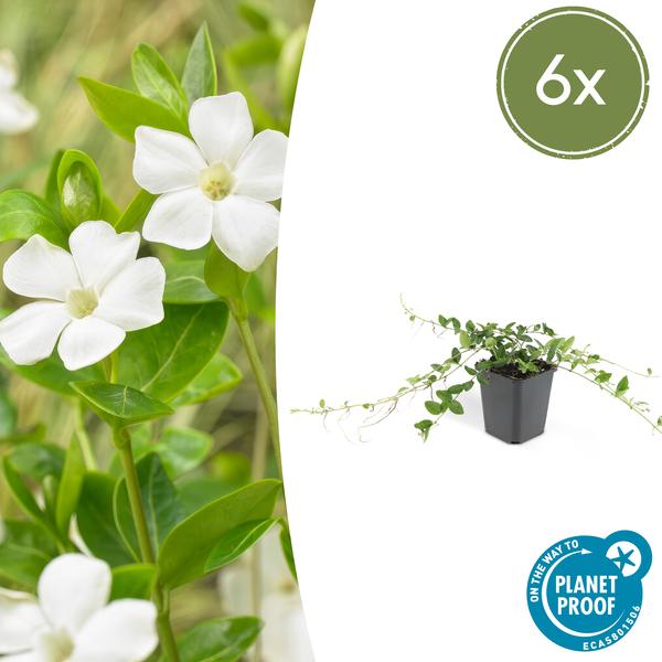 Vinca minor &