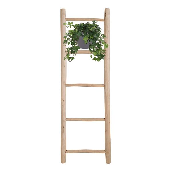 Hedera Helix Green - Hanging Pot White / Basic - Ø17cm - ↕cm