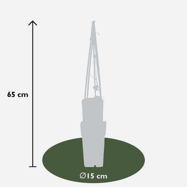 Clematis The President - Clematis Paars - Ø15cm - ↕65cm