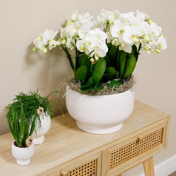 Witte Orchideeënset in Scandic dish inclusief Waterreservoir