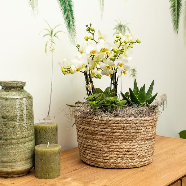 Oranje Plantenset in Reed Basket inclusief waterreservoir
