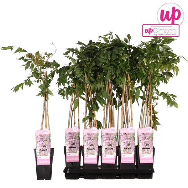 Wisteria floribunda &