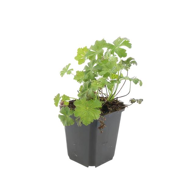 Geranium cant. &