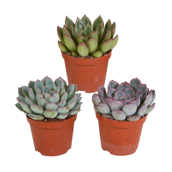 Echeveria mix 8.5 cm - 3x - zonder pot