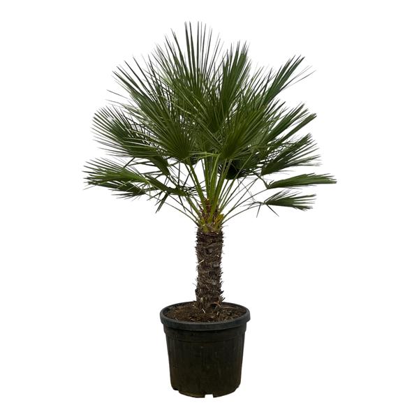 Arecaceae - Chamaerops Humilis op Stam