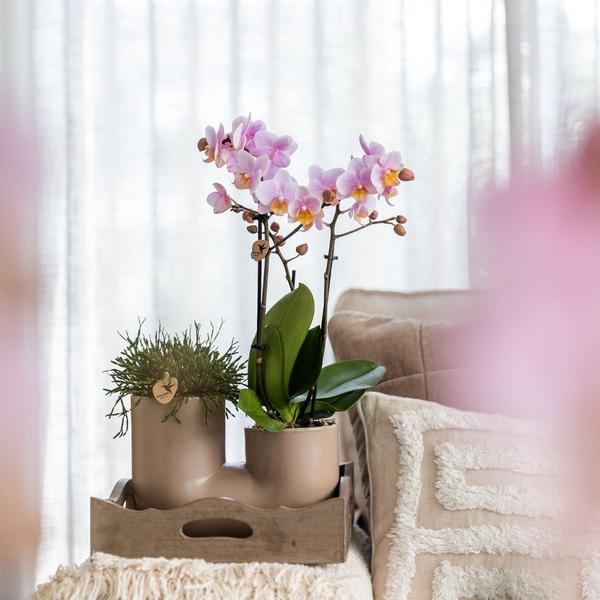 Kolibri Orchids set van roze orchidee Andorra en Succulent in Tube sierpot Sand